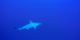 2016-10 - Croisière BDE - 10 - Requins marteaux de Daedalus